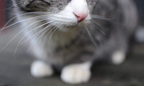 塔图姆的冰封时刻,当深圳防线在吉林寒流中凝固